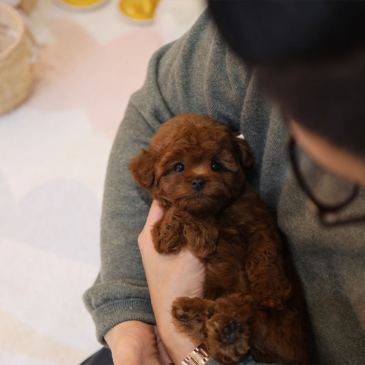 푸들 - 뚜지 (남아)