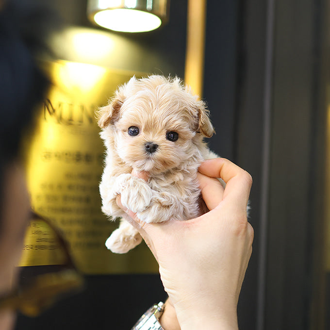 말티푸 - 미뽀 (여아)