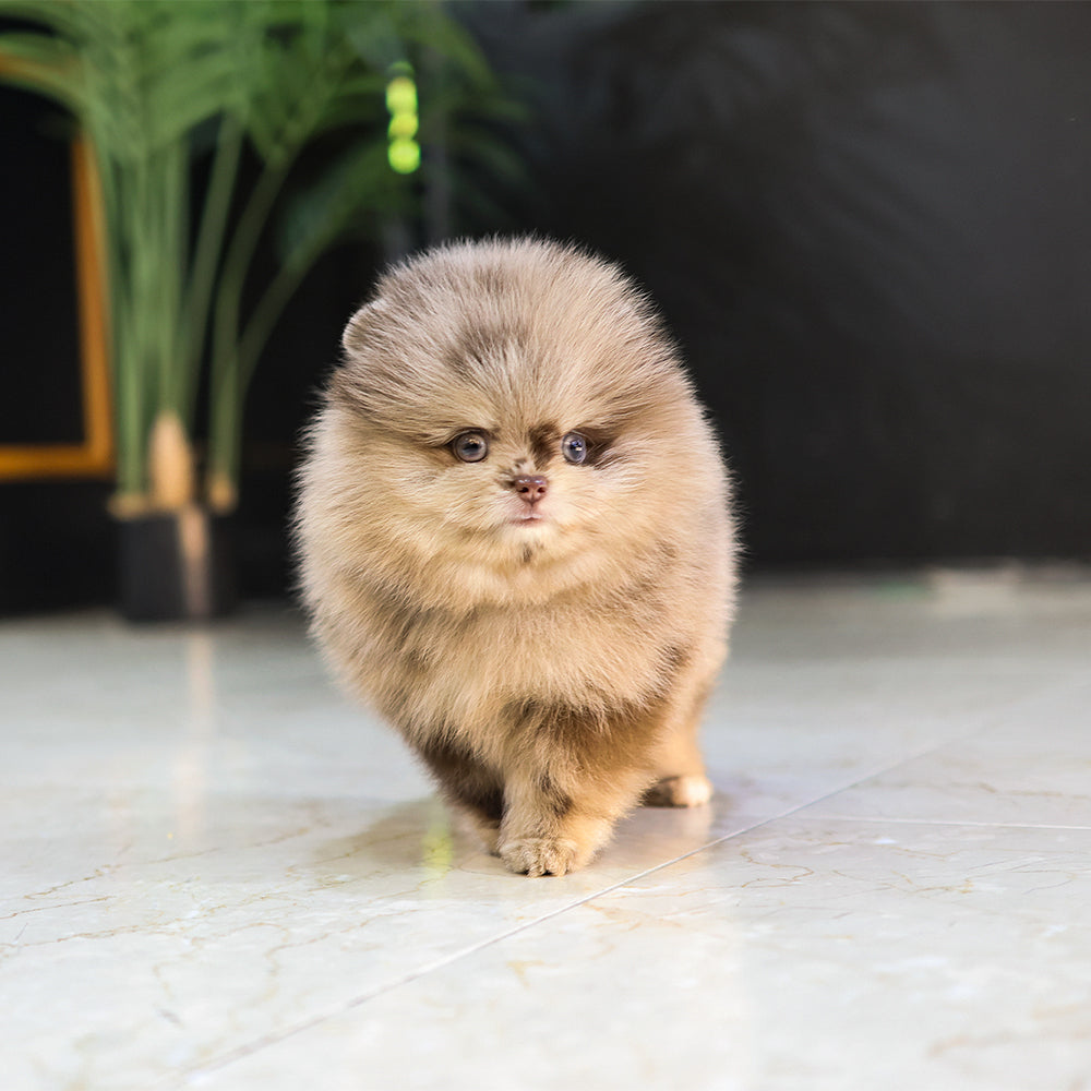 포메라니안 - 푸키 (남아)