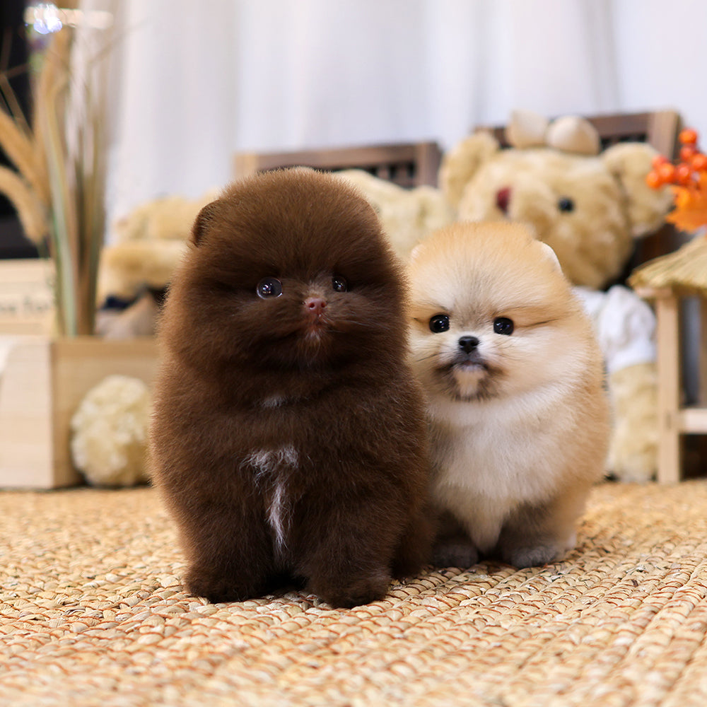 포메라니안 - 치이,카와 (여아,남아)