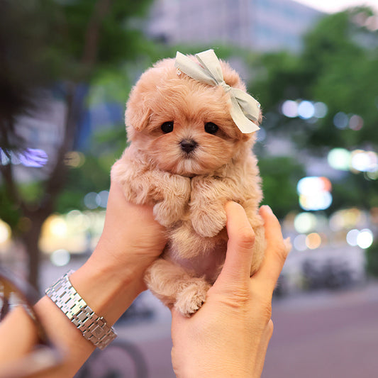 말티푸 - 만두 (여아)
