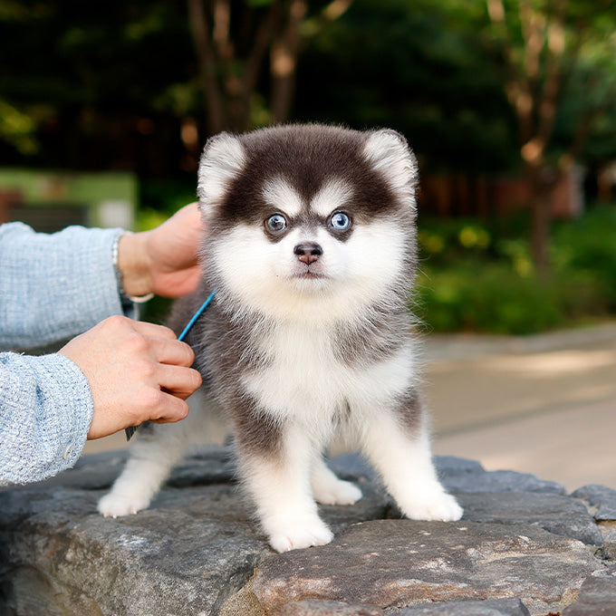 폼스키 – 하늘(남아)