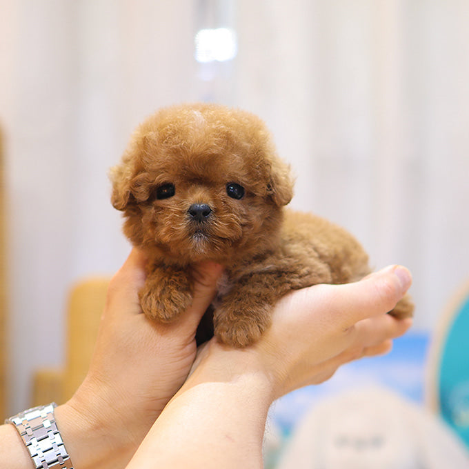 푸들 - 콩이 (남아)