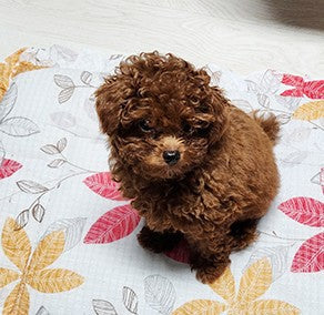 행복합니다