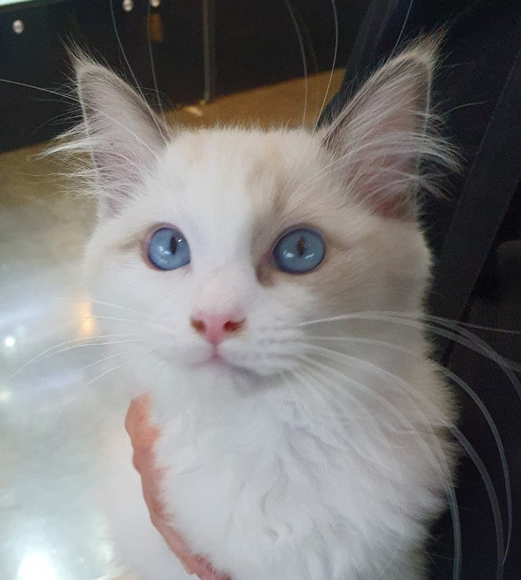 랙돌 라이♡