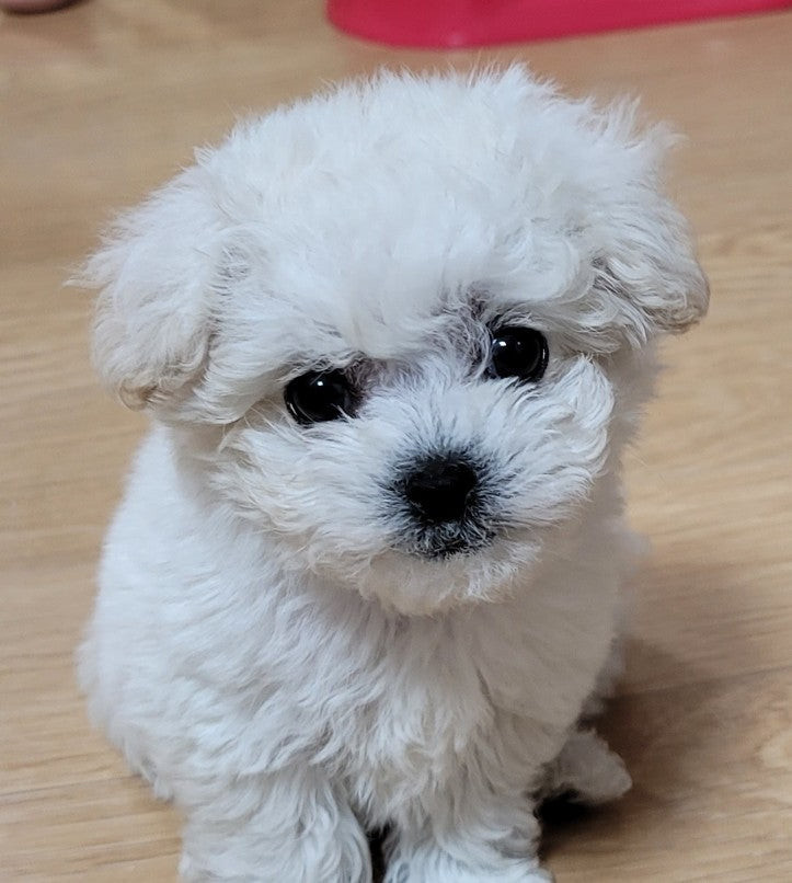 비숑프리제 분양후기입니다~