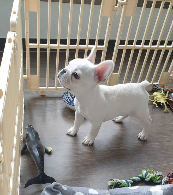 프렌치불독 노호♡ 입양후기
