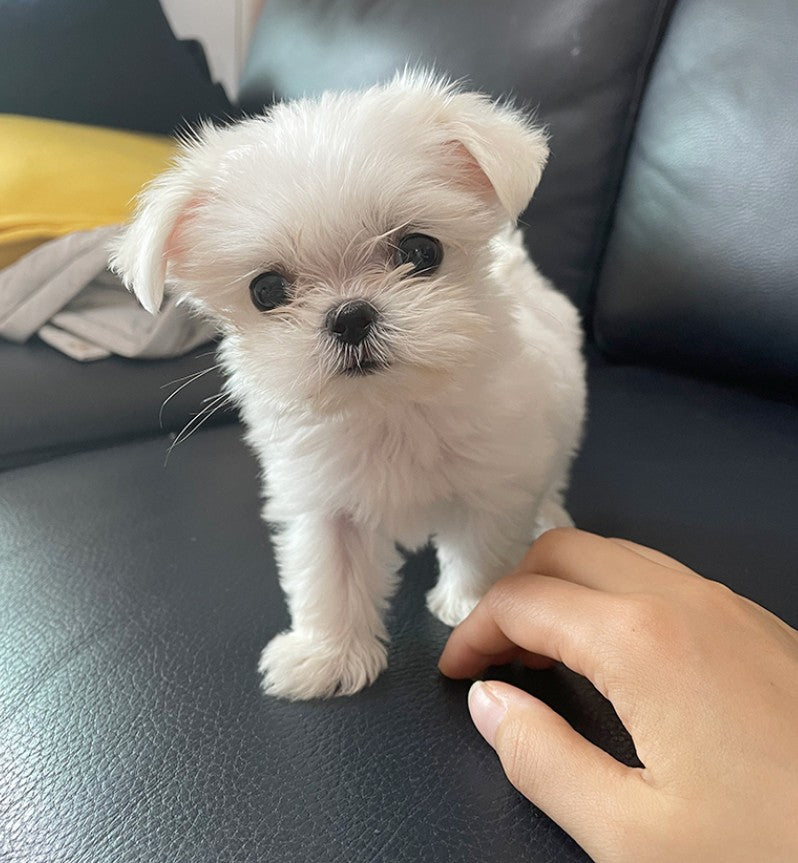 모찌예요~!