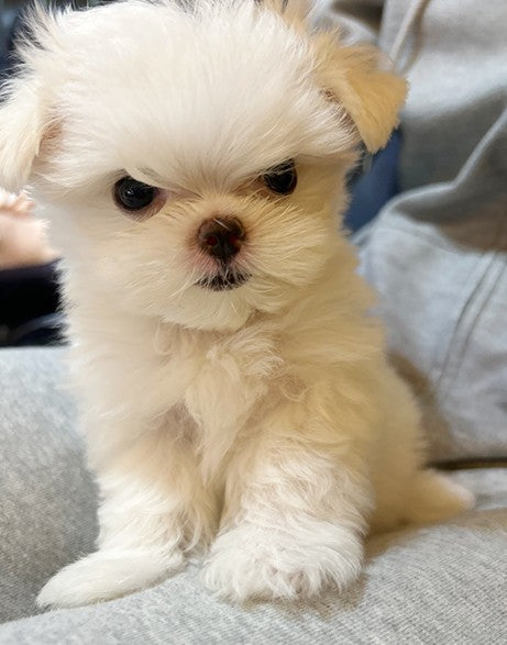 이쁜 말티즈 데려왔어요