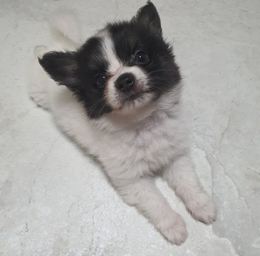 파피용 분양 후기!
