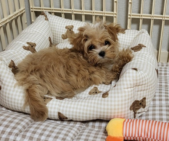 귀여운 살구와의 만남❤ 내용
