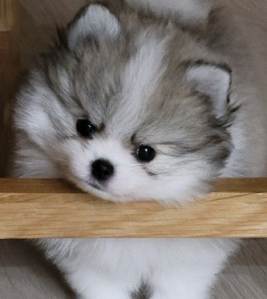 파티 포메 데려왔습니다