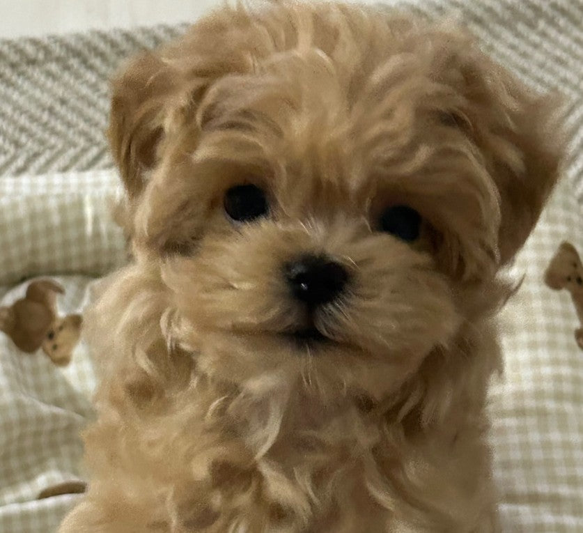 새로운 귀염둥이 막내 몽이에요 !