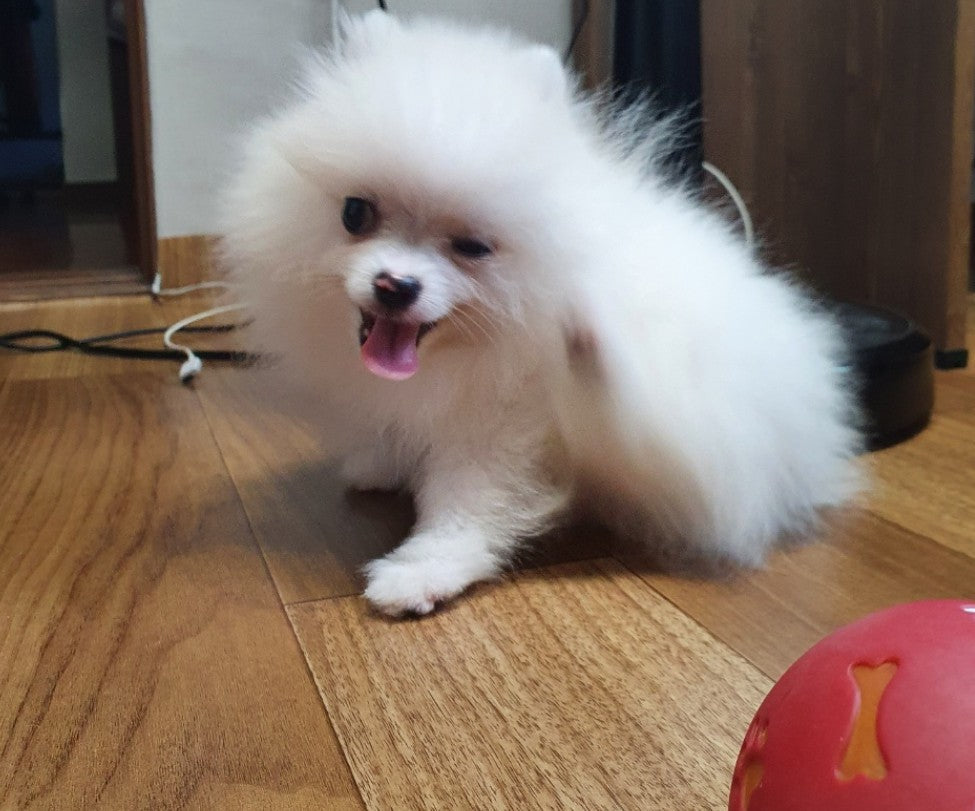 포메 분양 후기