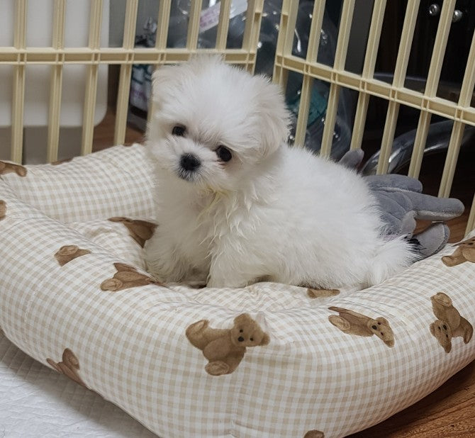 말티즈와의인연