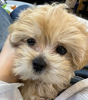 말티푸 애기 분양받았어요!