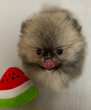 포메 콩이