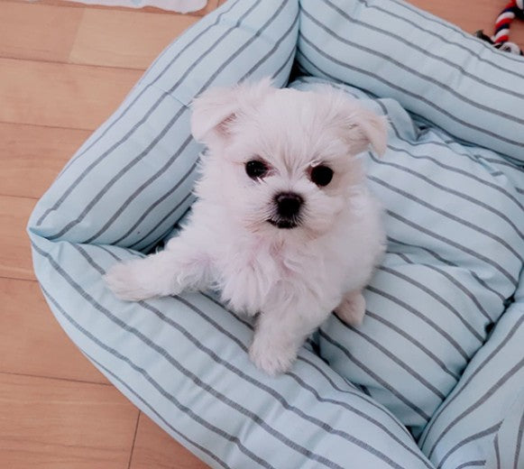 말티즈 반려가족이 생겼어요