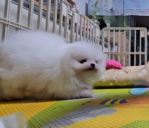 포메라니안 찹쌀 모찌 입양 후기