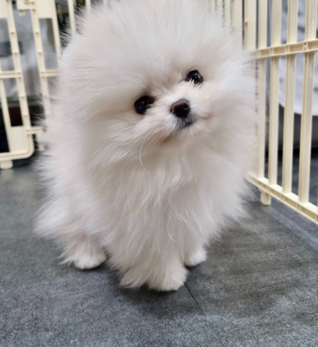 화이트 포메라니안 폼이 잘 분양 받았습니다!!^^(입양후기)