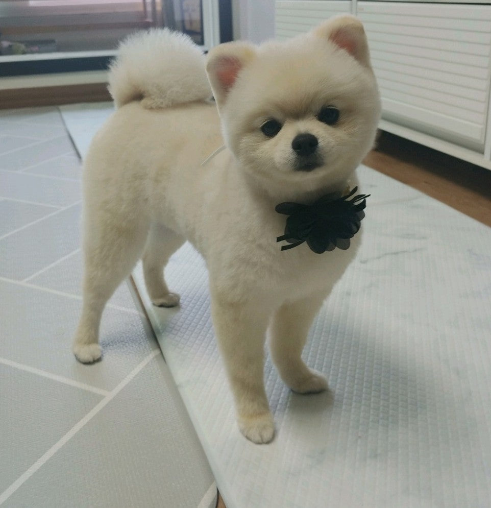 세상 이쁜 우리 보리