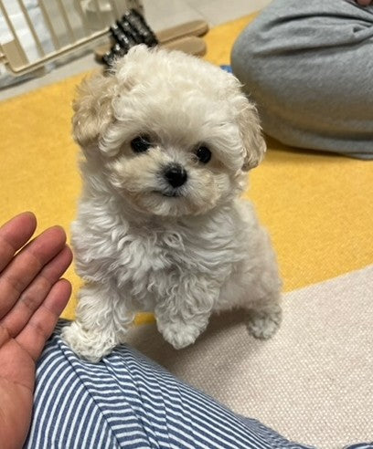 사랑스러운 조이  입양 후기