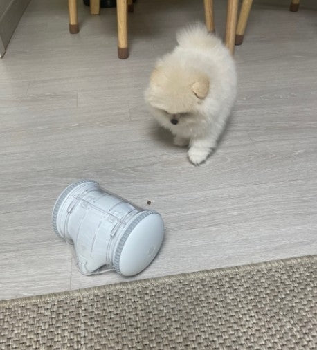 뭉실한 포메 '뭉'