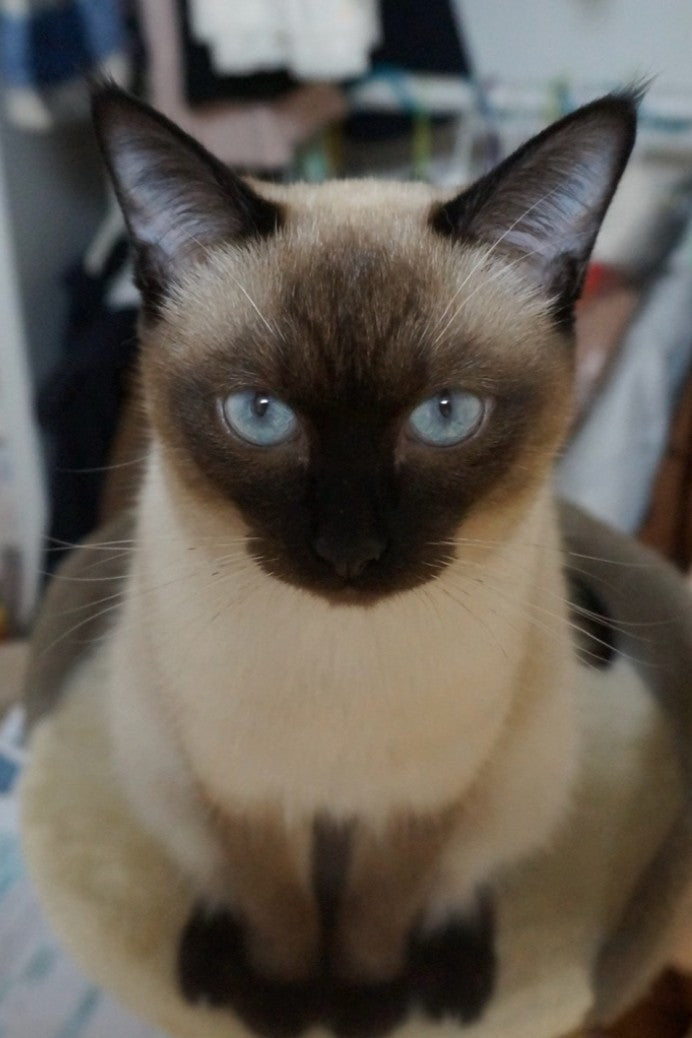 샴 고양이 입양 후기입니다.