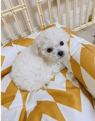 ♡비숑 입양 후기입니다♡﻿﻿