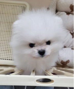 사랑스러운 포메 뭉치 입양 2달쯤~