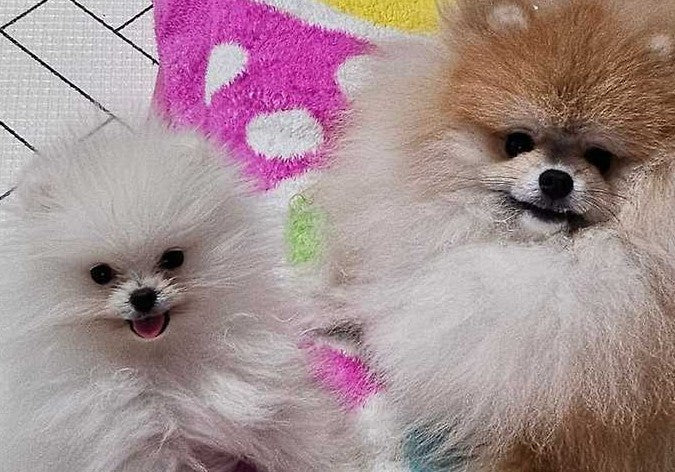 둘째 분양 받았어요