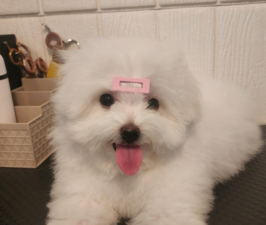 우리집 이쁜이들 소개합니다~ :)