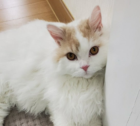 새아가를 데려왔어요