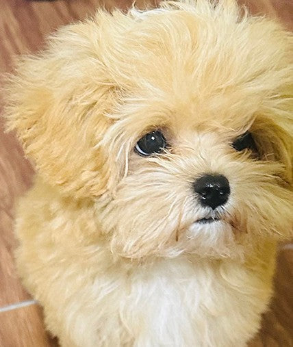 저희집에 새식구가 생겼어요