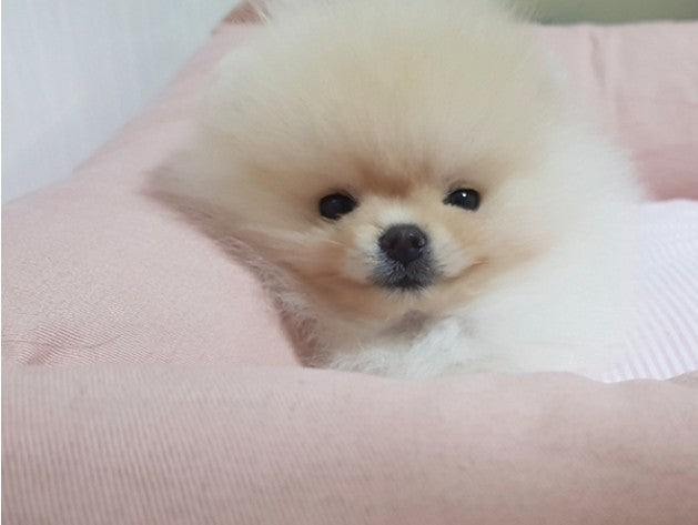이쁜 포메아가 데려왔어요!