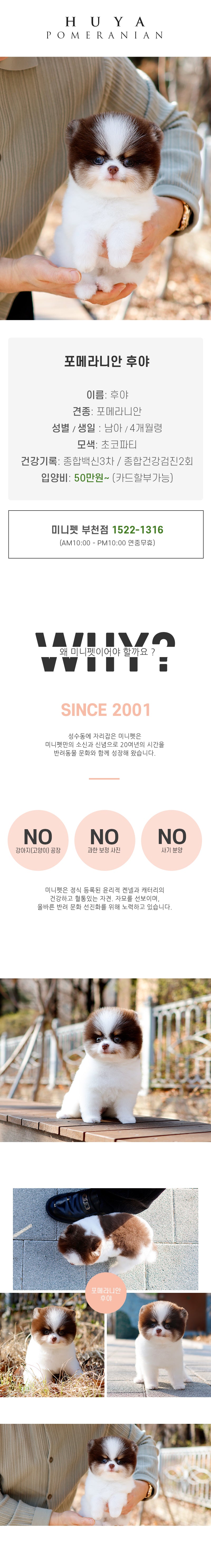 포메라니안-후야(남아)