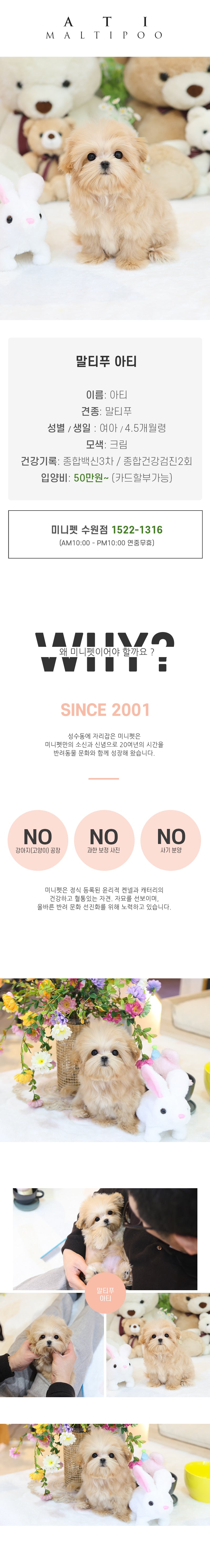 말티푸 - 아티 (여아)