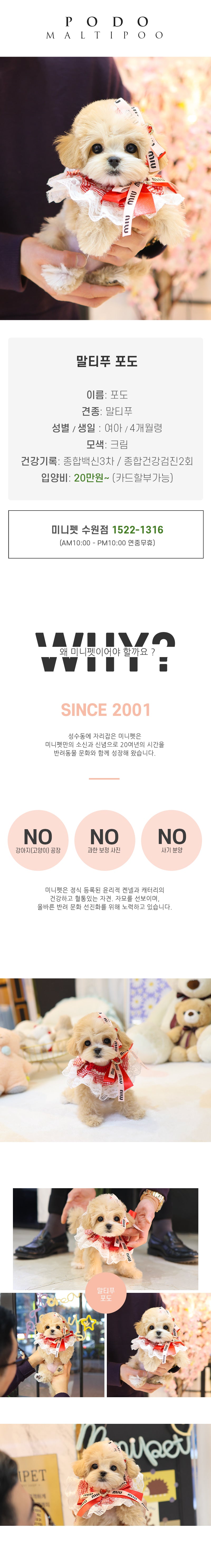 말티푸 - 포도 (여아)