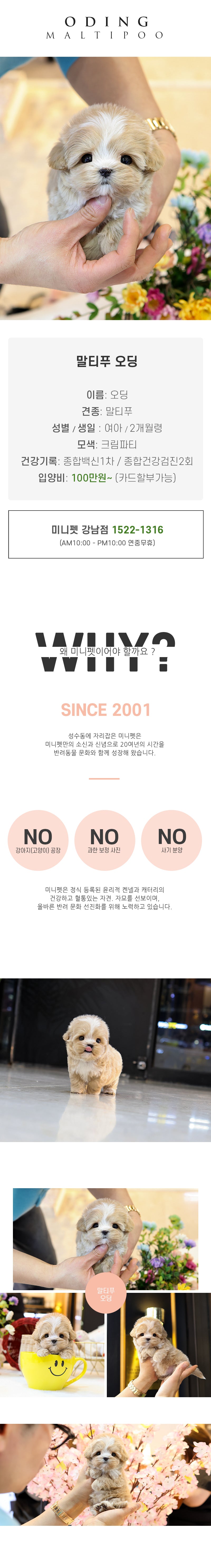 말티푸 - 오딩 (여아)