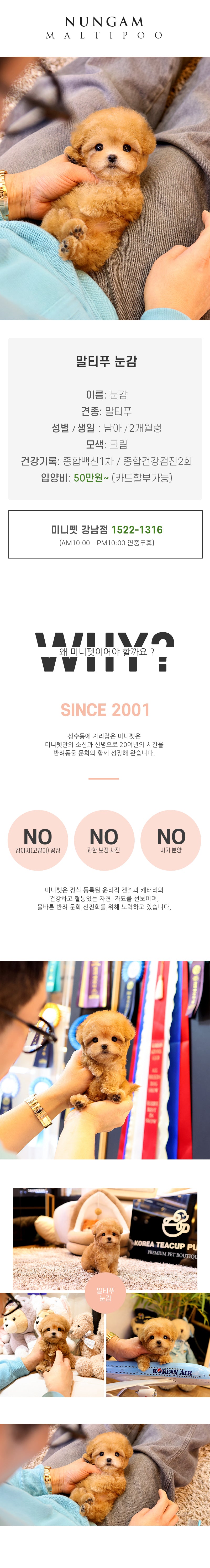 말티푸 - 눈감 (남아)