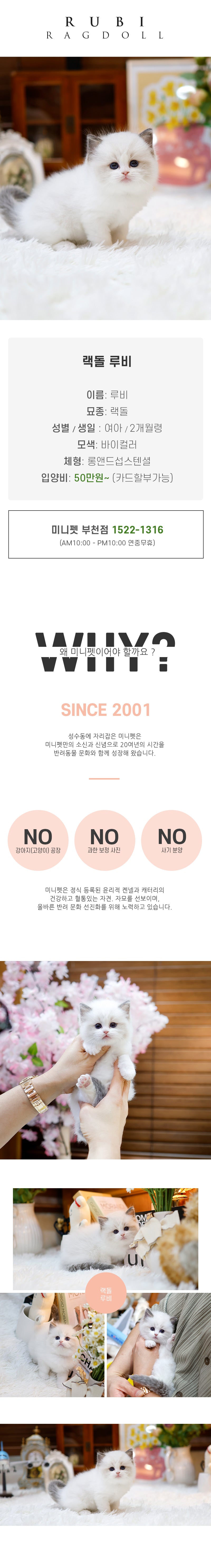 랙돌 - 루비 (여아)