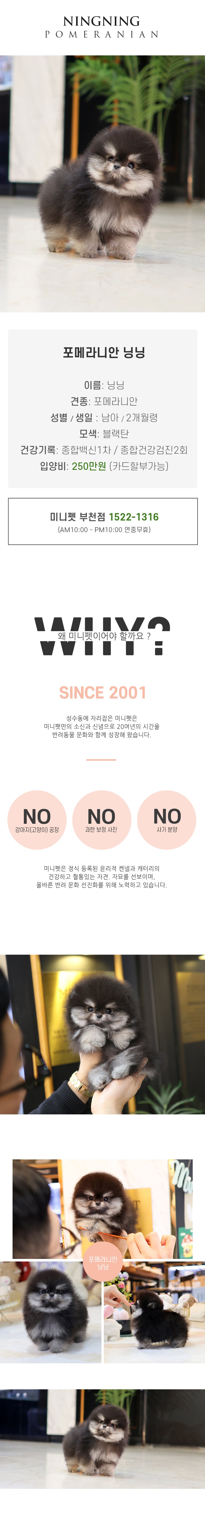 포메라니안 - 닝닝 (남아)