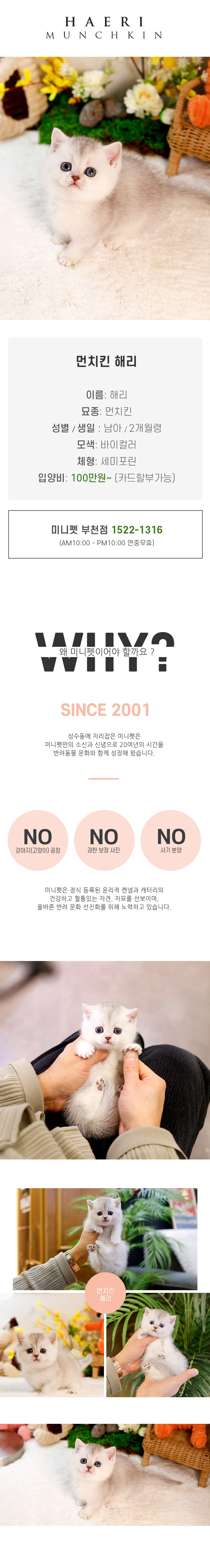먼치킨 - 해리 (남아)