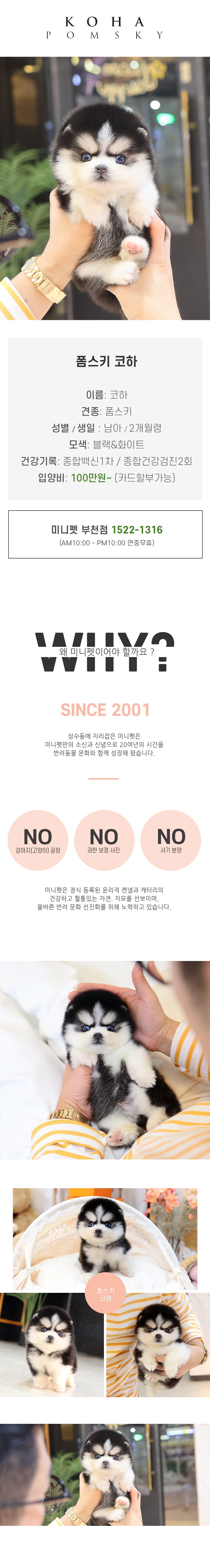 폼스키 - 코하 (남아)