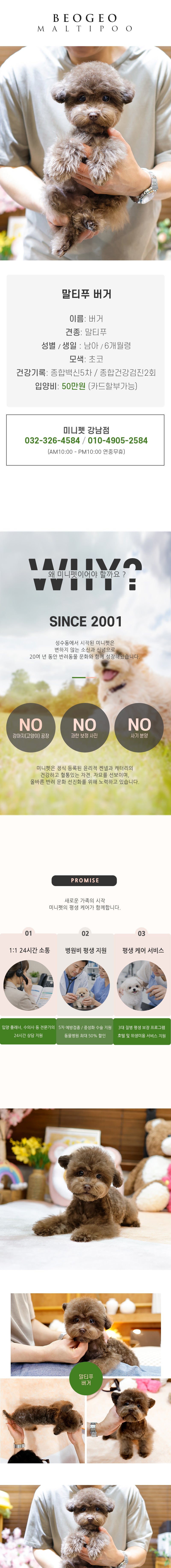 말티푸 -버거(남아)