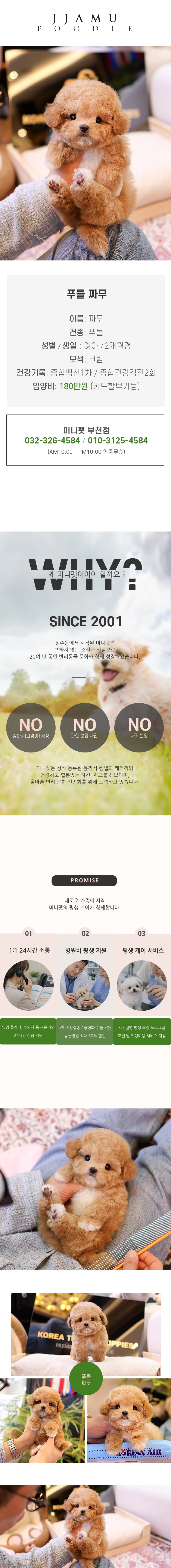 푸들 - 짜무 (여아)