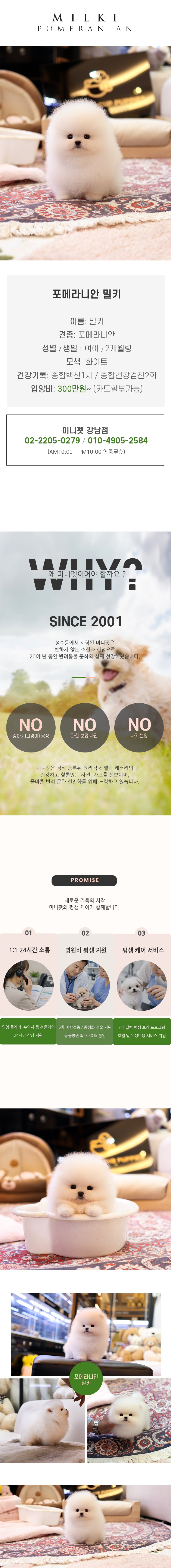 포메라니안 - 밀키 (여아)
