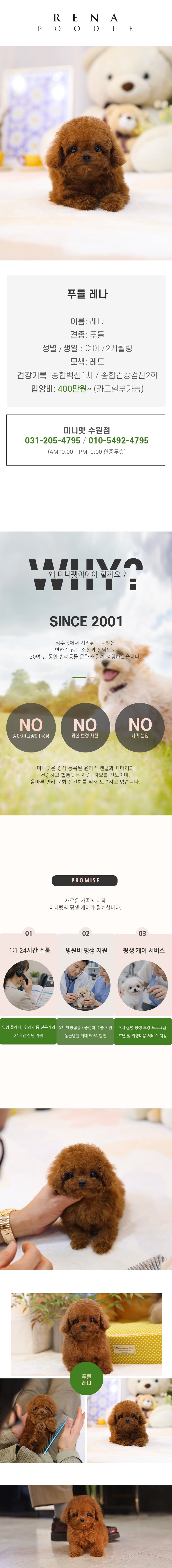 푸들 – 레나(여아)