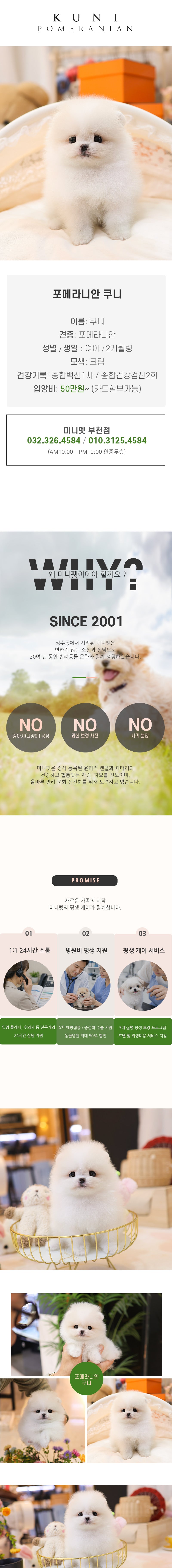 포메라니안 – 쿠니(여아)