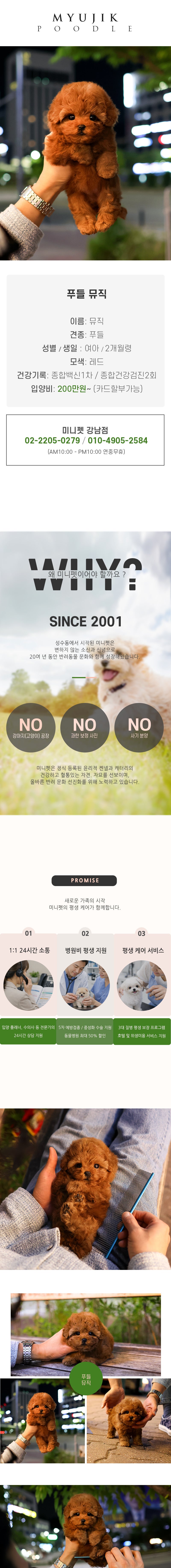 푸들 - 뮤직 (여아)
